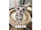 Adopt Valor a Gray, Blue or Silver Tabby Domestic Shorthair (short coat) cat in