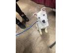 Adopt Vixen a White American Staffordshire Terrier / Mixed dog in Philadelphia