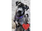 Adopt Winston a Gray/Blue/Silver/Salt & Pepper Catahoula Leopard Dog / Mixed dog