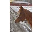 Adopt Libby a Paint/Pinto / Thoroughbred / Mixed horse in Stratham