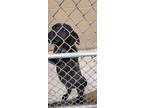 Adopt Indigo a Black Basset Hound / Basset Hound / Mixed dog in Lima