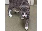 Adopt Sweetie a Gray or Blue Domestic Shorthair / Mixed cat in Harrisonburg
