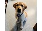 Adopt Fable a Tan/Yellow/Fawn Labrador Retriever / Mixed dog in Central Point