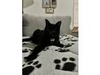 Adopt Chocolate Thomas a All Black Domestic Shorthair / Mixed (short coat) cat