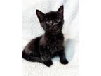 Adopt Penelope Pussycat a All Black Domestic Shorthair (short coat) cat in