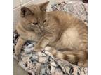 Adopt Tang a Orange or Red (Mostly) Domestic Shorthair (short coat) cat in