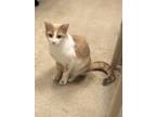 Adopt Bentley a Cream or Ivory (Mostly) Domestic Shorthair (short coat) cat in