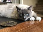 Adopt Mooney a Gray or Blue Siamese / Mixed (long coat) cat in Hixson