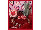 Adopt BAILEY a Gray or Blue Russian Blue / Mixed (short coat) cat in San
