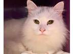 Adopt CRYSTAL a White Domestic Longhair / Mixed (long coat) cat in Santa Cruz