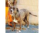 Adopt Larson a Brindle - with White Mastiff / Pit Bull Terrier / Mixed dog in