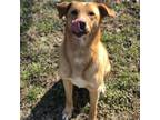 Adopt Irwin a Labrador Retriever / Mixed dog in Huntsville, AL (33649564)