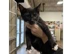 Adopt Cuppycake a Gray or Blue Domestic Shorthair / Mixed cat in Asheville