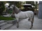 Andalusian mare under saddle revised Annce in foal