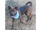 Adopt ERIC a Brindle Belgian Malinois / Mixed dog in Oklahoma City
