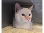 Adopt *Copurrnicus* a Domestic Shorthair / Mixed cat in Salt Lake City