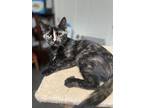Adopt Macie a Domestic Shorthair / Mixed cat in Abbeville, LA (33649451)