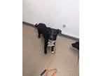 Adopt Scarlett a Labrador Retriever / Mixed dog in Knoxville, TN (33649289)