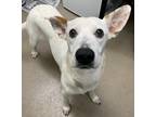Adopt Silvy a Australian Cattle Dog / Mixed dog in Corpus Christi, TX (33649279)
