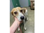 Adopt Ernie a Tan/Yellow/Fawn Beagle / Mixed dog in Seneca, PA (33649020)