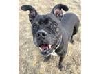 Adopt Brownie a Black Boxer / Mixed Breed (Medium) / Mixed dog in Beatrice