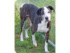 Adopt Cody Dean a Black - with White Great Dane / Mixed dog in Kingsport
