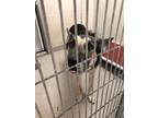 Adopt Heidi 22765 a Black German Shepherd Dog dog in Joplin, MO (33648906)