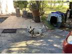 Adopt BON a Brown/Chocolate Dachshund / Mixed dog in Naples, FL (33648729)