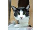 Adopt Morris a All Black Domestic Shorthair / Domestic Shorthair / Mixed cat in