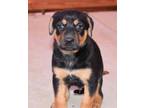 Adopt Cupid a Black - with Tan, Yellow or Fawn Doberman Pinscher / Mixed dog in