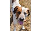 Adopt Jeff a White - with Brown or Chocolate Australian Cattle Dog / Basset