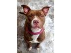 Adopt Ellen a Tan/Yellow/Fawn American Staffordshire Terrier / Mixed dog in