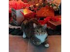 Adopt Ginger a Calico or Dilute Calico Domestic Shorthair / Mixed cat in