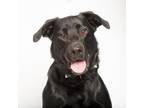 Adopt Zuko a Black Labrador Retriever / Mixed dog in Franklin, TN (33648586)