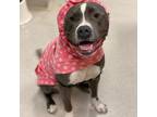 Adopt Azul a Gray/Blue/Silver/Salt & Pepper Pit Bull Terrier / Mixed dog in