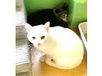 Adopt Prince and Rascal-Bonded Pair a White Domestic Shorthair / Mixed (short