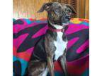 Adopt Jane Doe a Black Terrier (Unknown Type, Small) / Mixed dog in Beaumont