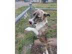 Adopt Mando a Australian Shepherd / Labrador Retriever / Mixed dog in Cleveland