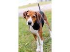 Adopt Harvey a Beagle / Mixed dog in Cleveland, TN (33648646)