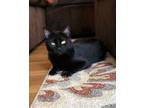 Adopt Princess a All Black Domestic Shorthair / Domestic Shorthair / Mixed cat