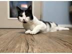 Adopt Charli a Domestic Shorthair / Mixed cat in Port Alberni, BC (33648337)