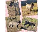 Adopt Nebula a Tricolor (Tan/Brown & Black & White) Siberian Husky / Mixed dog