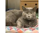 Adopt Gnocchi a Domestic Shorthair / Mixed cat in Lexington, KY (33646673)