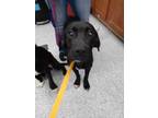 Adopt Pongo a Black Labrador Retriever / Mixed dog in Knoxville, TN (33648321)