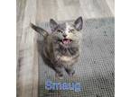 Adopt Smaug a Gray or Blue Domestic Shorthair / Domestic Shorthair / Mixed cat