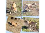 Adopt Wolverine a Tan/Yellow/Fawn Husky / Mixed dog in North Granby