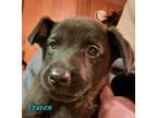 Adopt France a Black Mixed Breed (Large) / Mixed dog in DeKalb, IL (33648233)