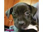 Adopt Angola a Black Mixed Breed (Large) / Mixed dog in DeKalb, IL (33648227)