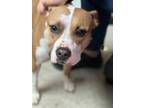 Adopt Chloe a Tan/Yellow/Fawn American Pit Bull Terrier / Mixed dog in