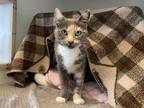 Adopt CONFETTI a Brown or Chocolate (Mostly) Domestic Shorthair / Mixed (short